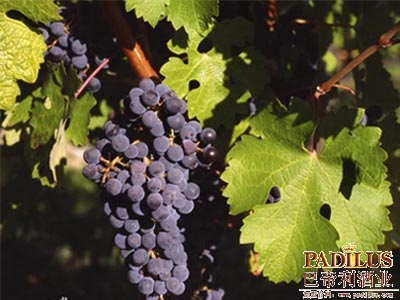 赤霞珠（Cabernet Sauvignon)