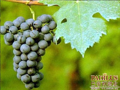 品丽珠（Cabernet Franc）