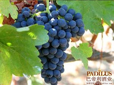 西拉（Syrah/Shiraz）