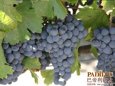 马尔贝克（Malbec）