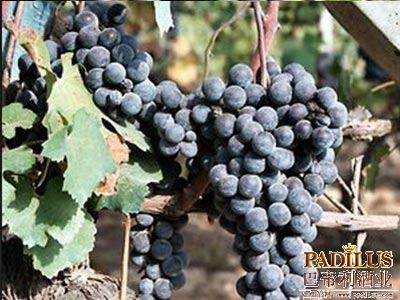 内比奥罗（Nebbiolo）