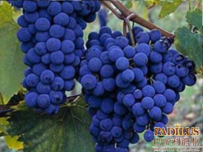 桑娇维塞（Sangiovese）