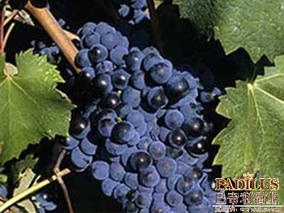 幕尔伟德（Mourvedre）