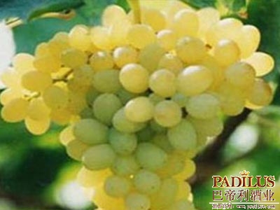 赛美蓉（Semillon）