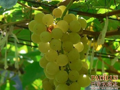 白诗南（Chenin Blanc）