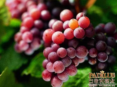 琼瑶浆（Gewurztraminer）