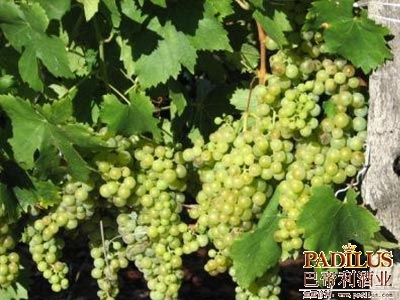 维欧尼（Viognier）