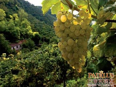 普罗塞克（Prosecco）