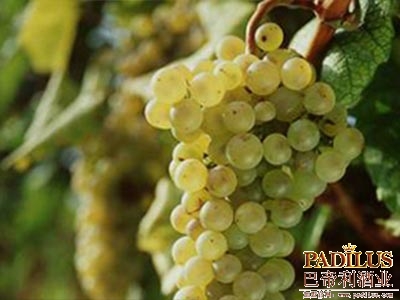 富尔民特（Furmint）