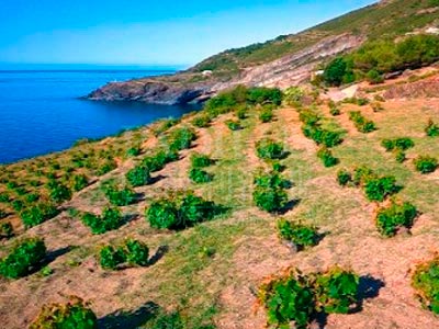 潘泰莱里亚岛葡萄种植技术授予世界文化遗产称号